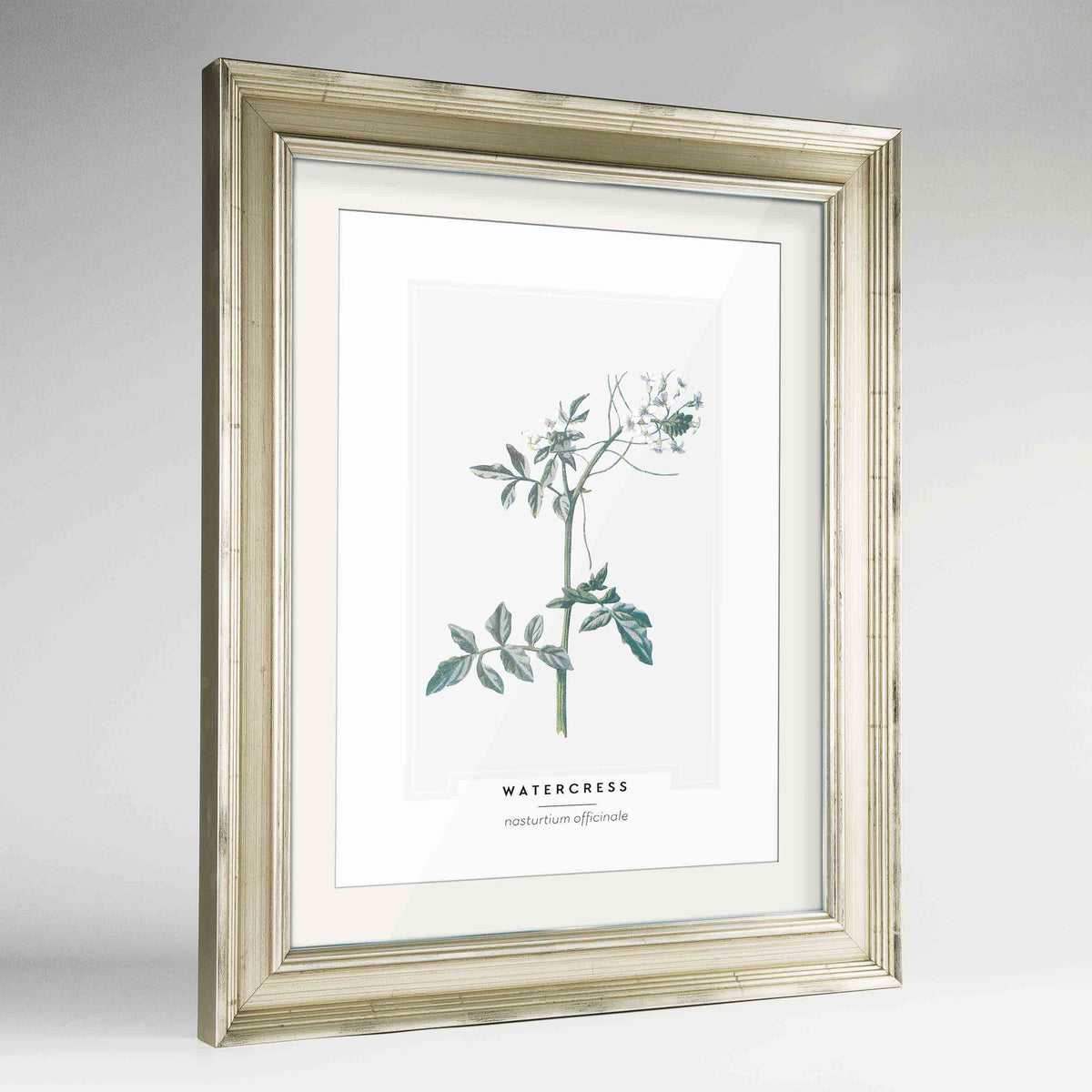 Watercress Botanical Art Print - Framed