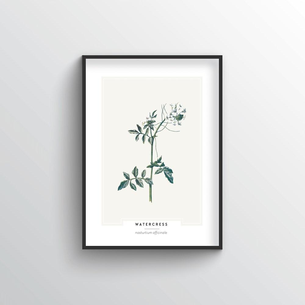 Watercress Botanical Art Print