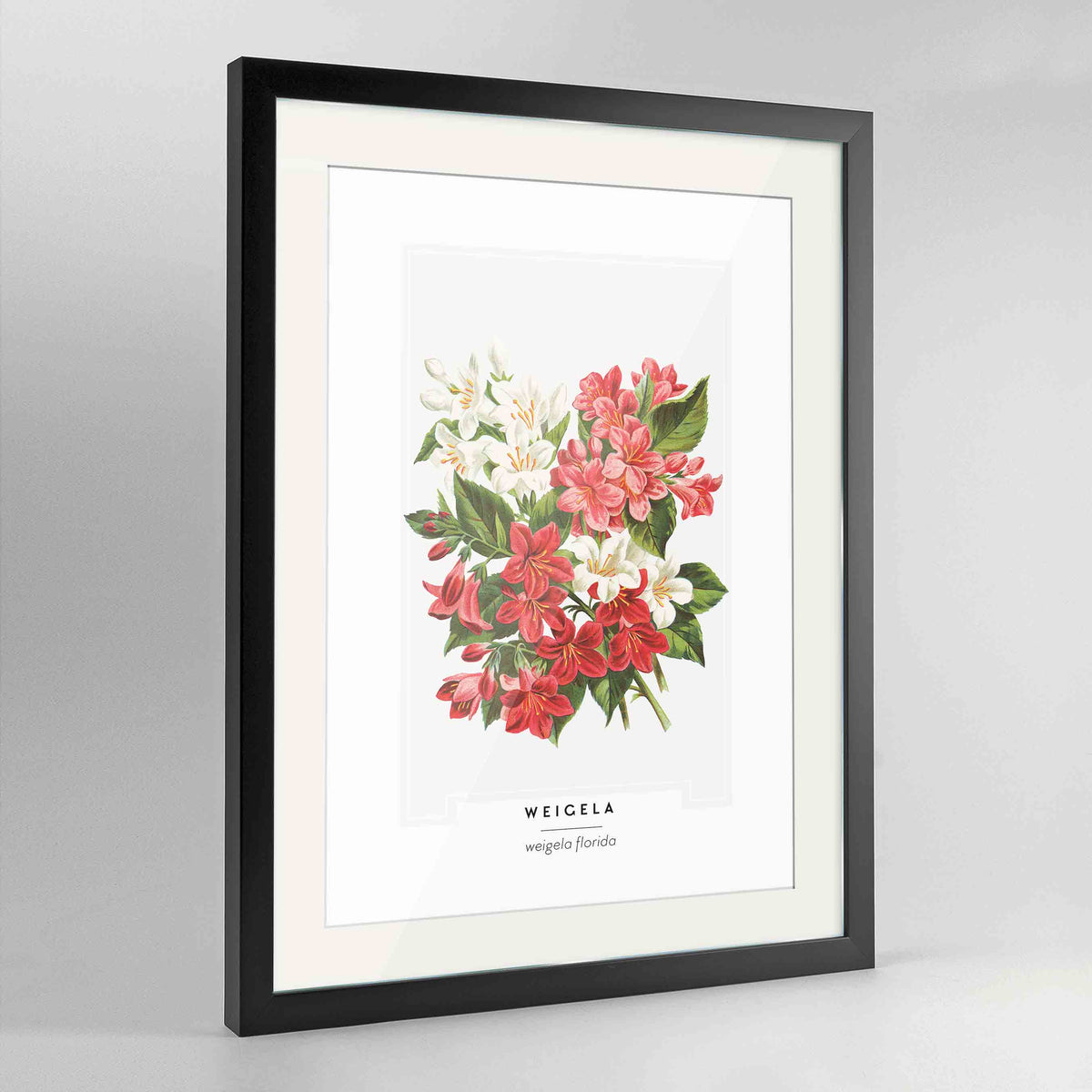 Weigela Botanical Art Print - Framed