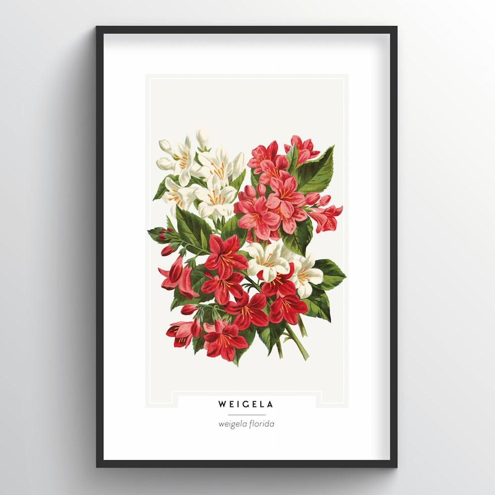 Weigela Botanical Art Print