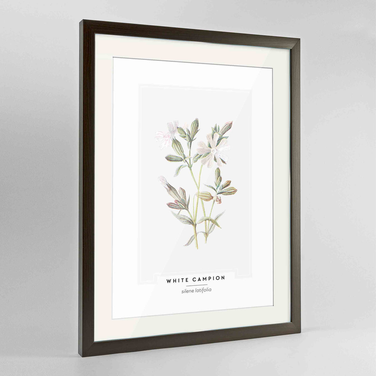 White Campion Botanical Art Print - Framed