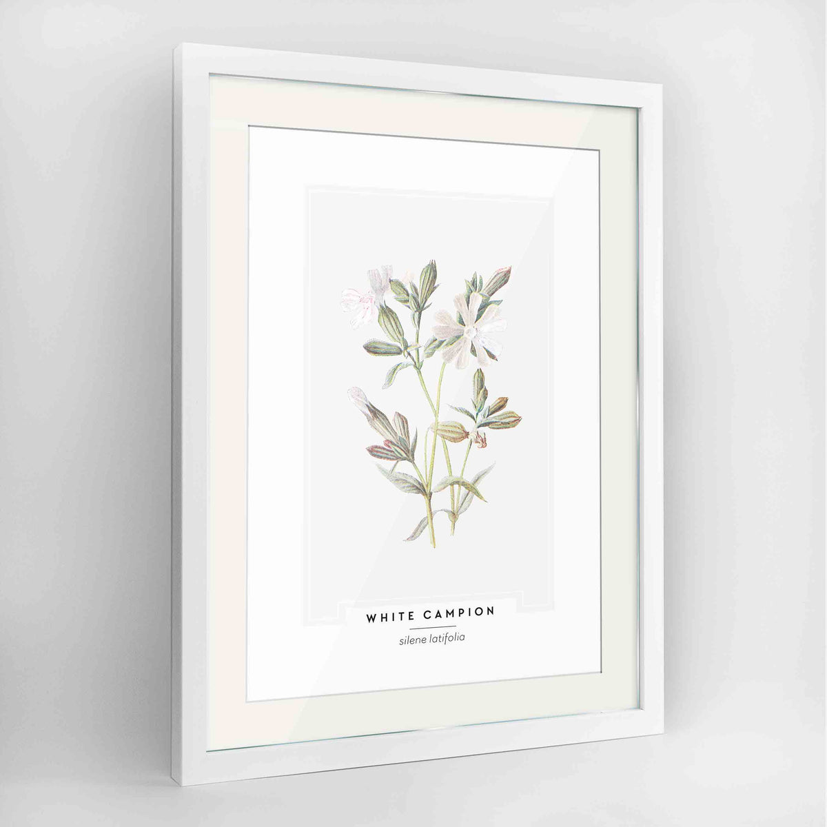 White Campion Botanical Art Print - Framed
