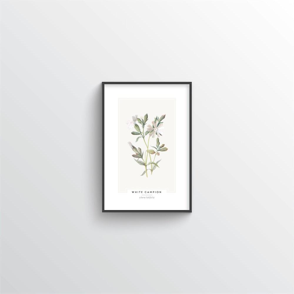 White Campion Botanical Art Print