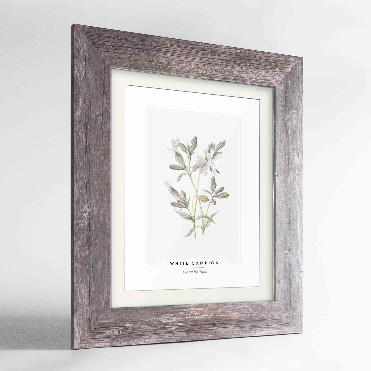 White Campion Botanical Art Print - Framed