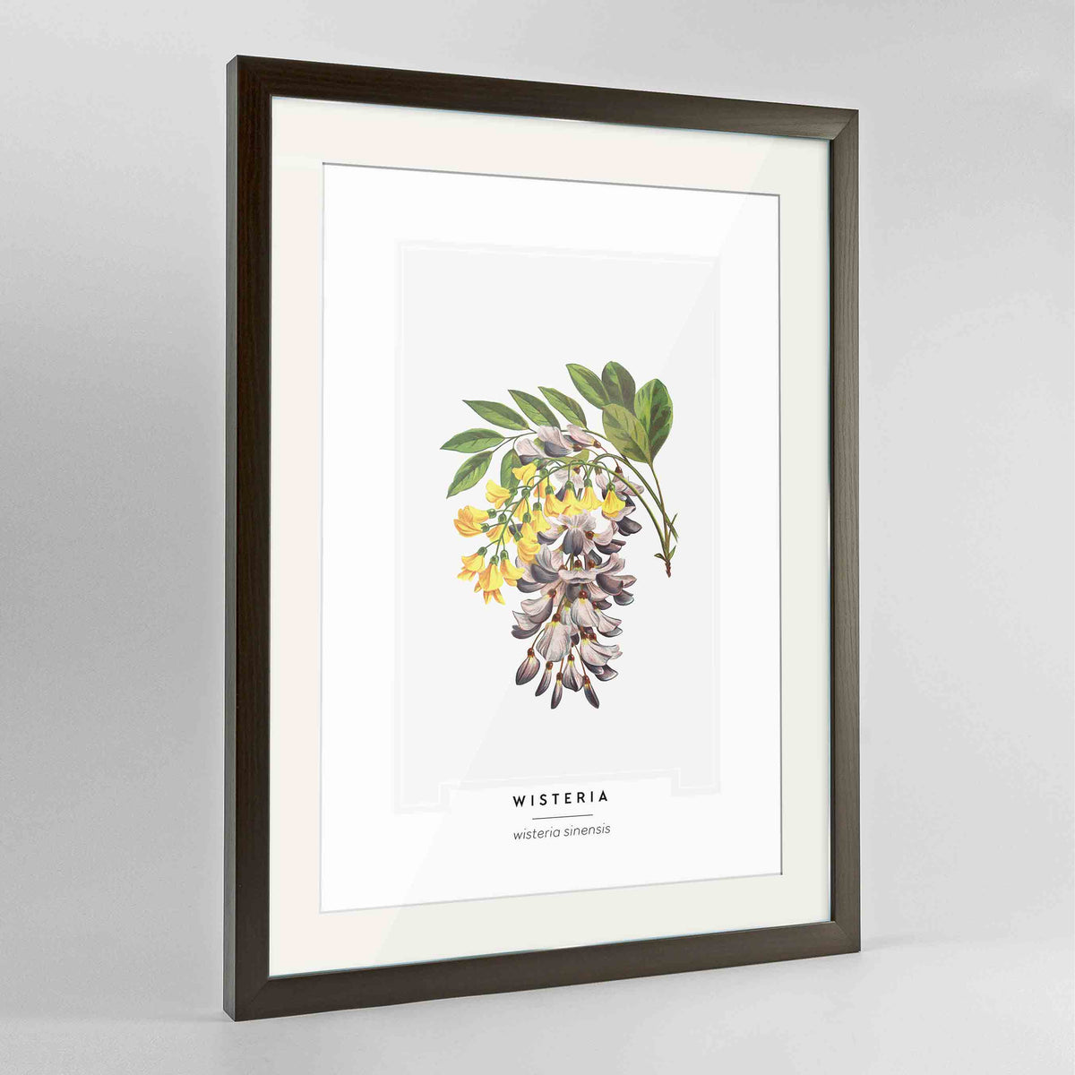 Wisteria Botanical Art Print - Framed
