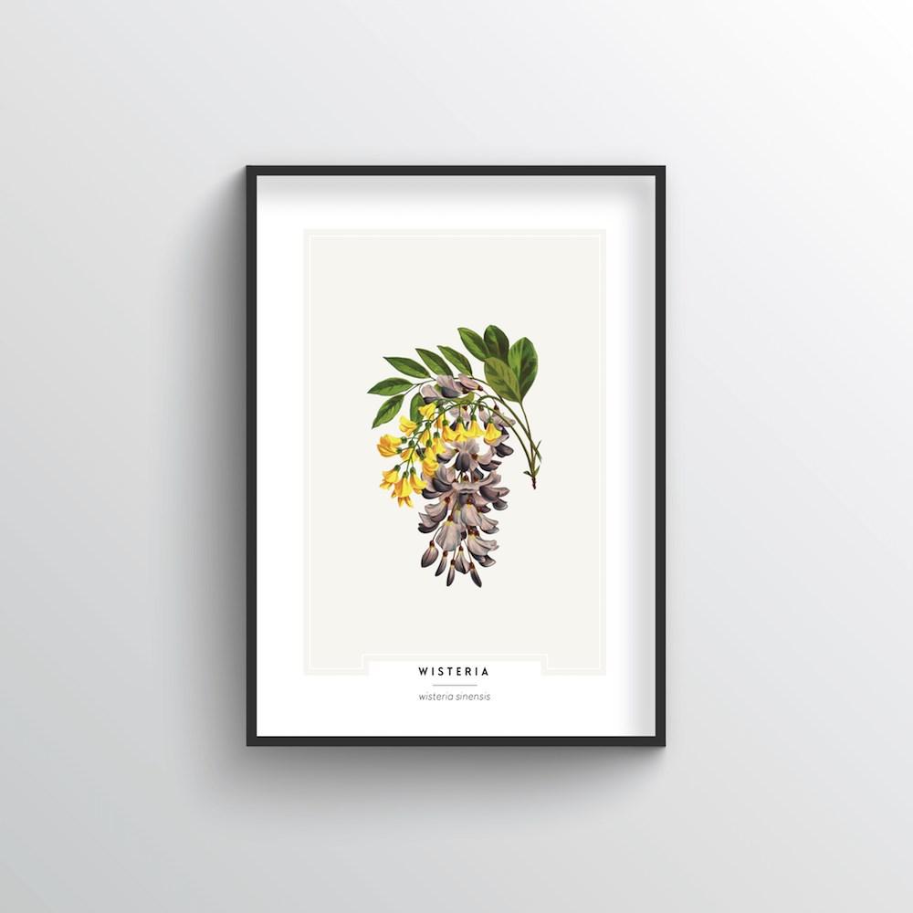 Wisteria Botanical Art Print