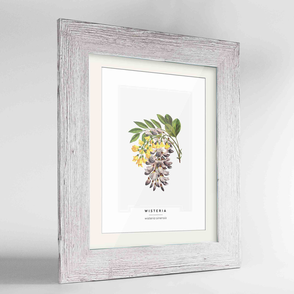 Wisteria Botanical Art Print - Framed