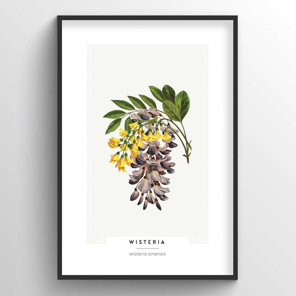 Wisteria Botanical Art Print