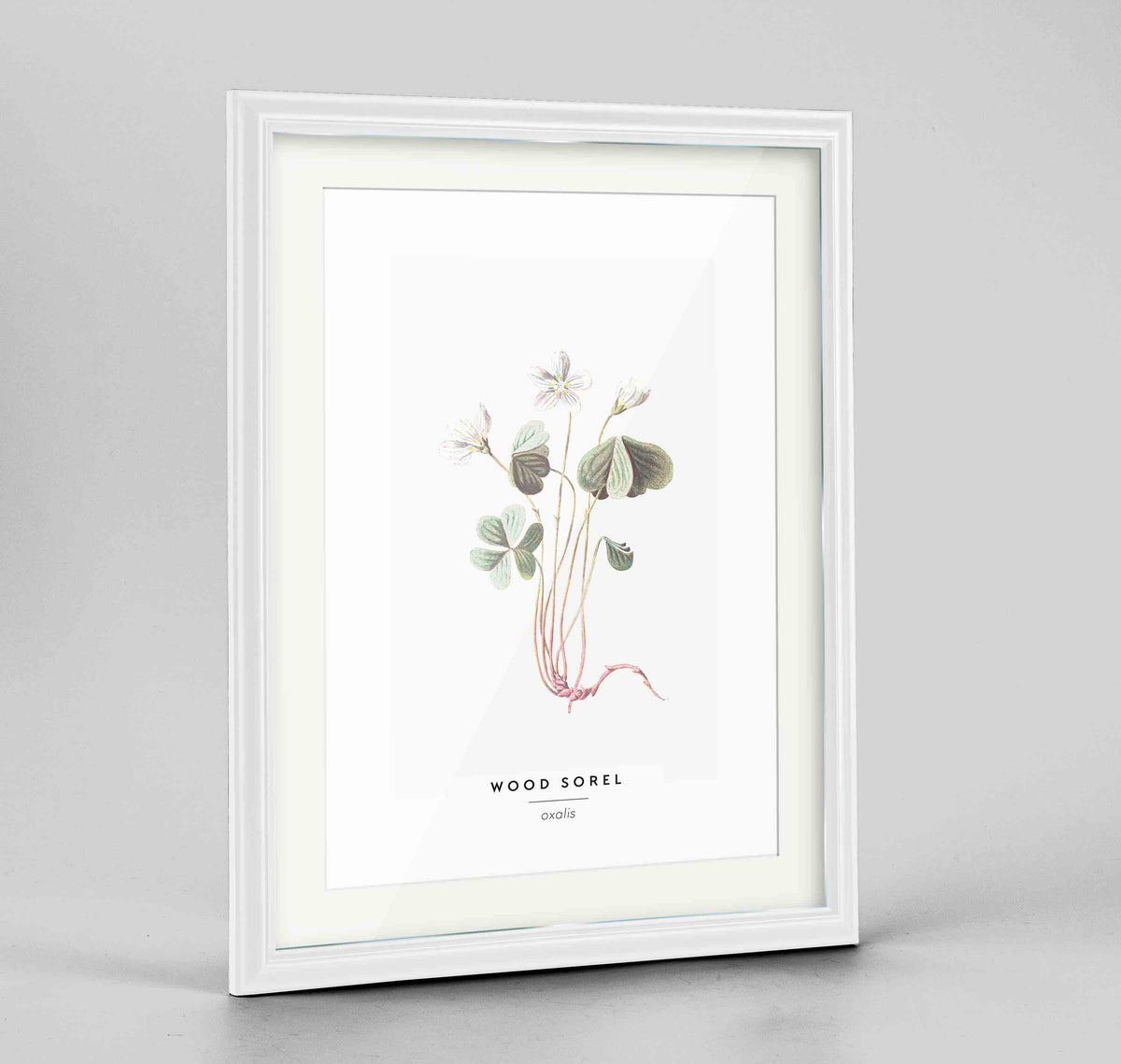 Wood Sorel Botanical Art Print - Framed