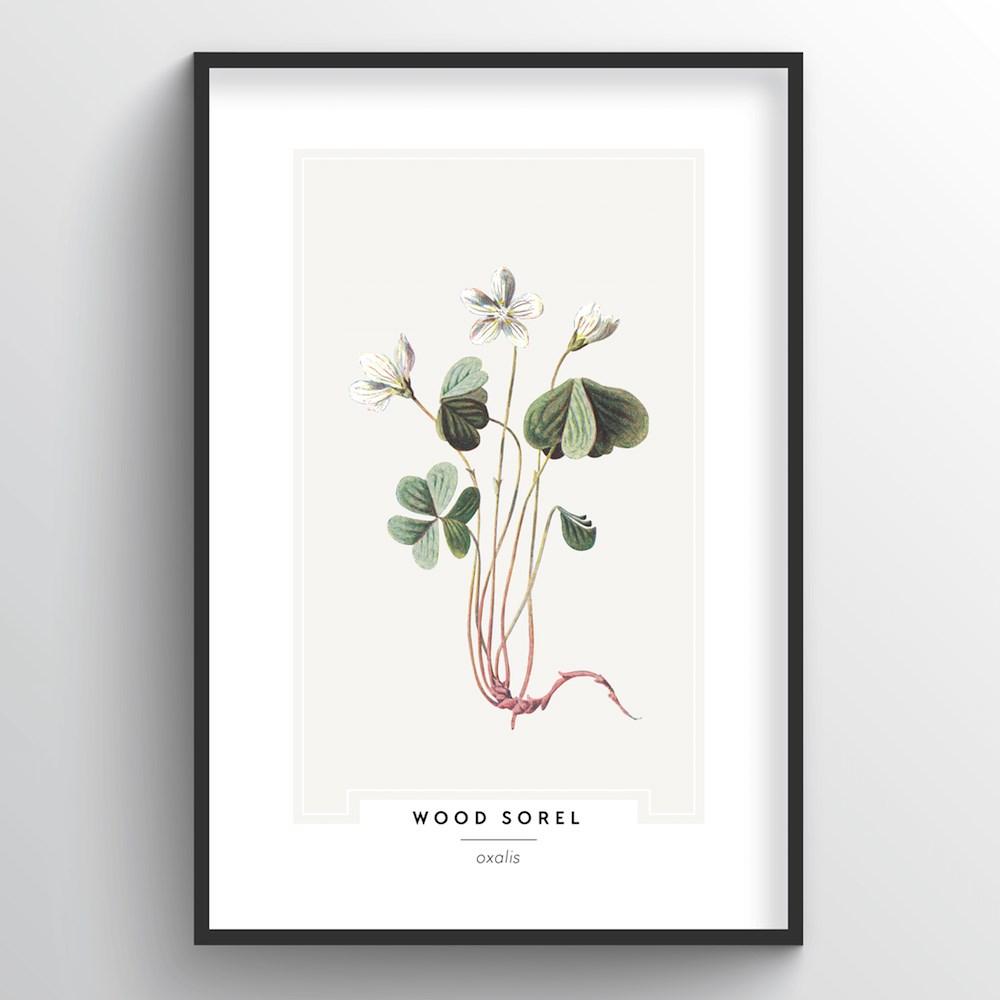 Wood Sorel Botanical Art Print