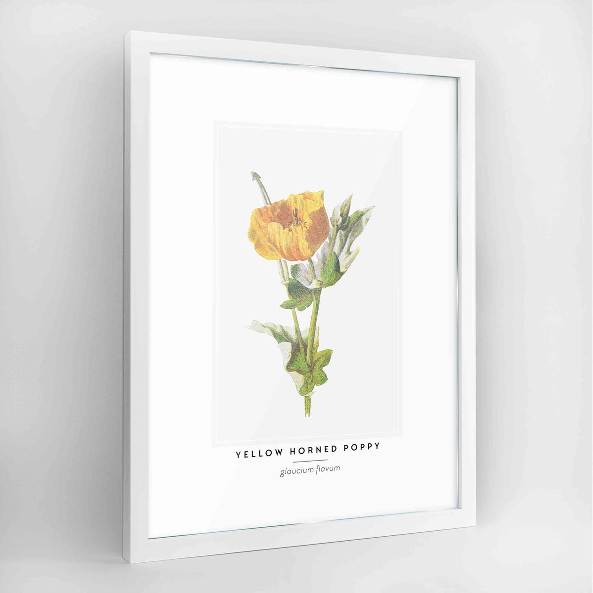 Yellow Horned Poppy Botanical Art Print - Framed