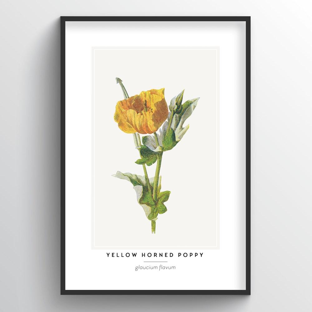 Yellow Horned Poppy Botanical Art Print