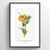 Yellow Horned Poppy Botanical Art Print