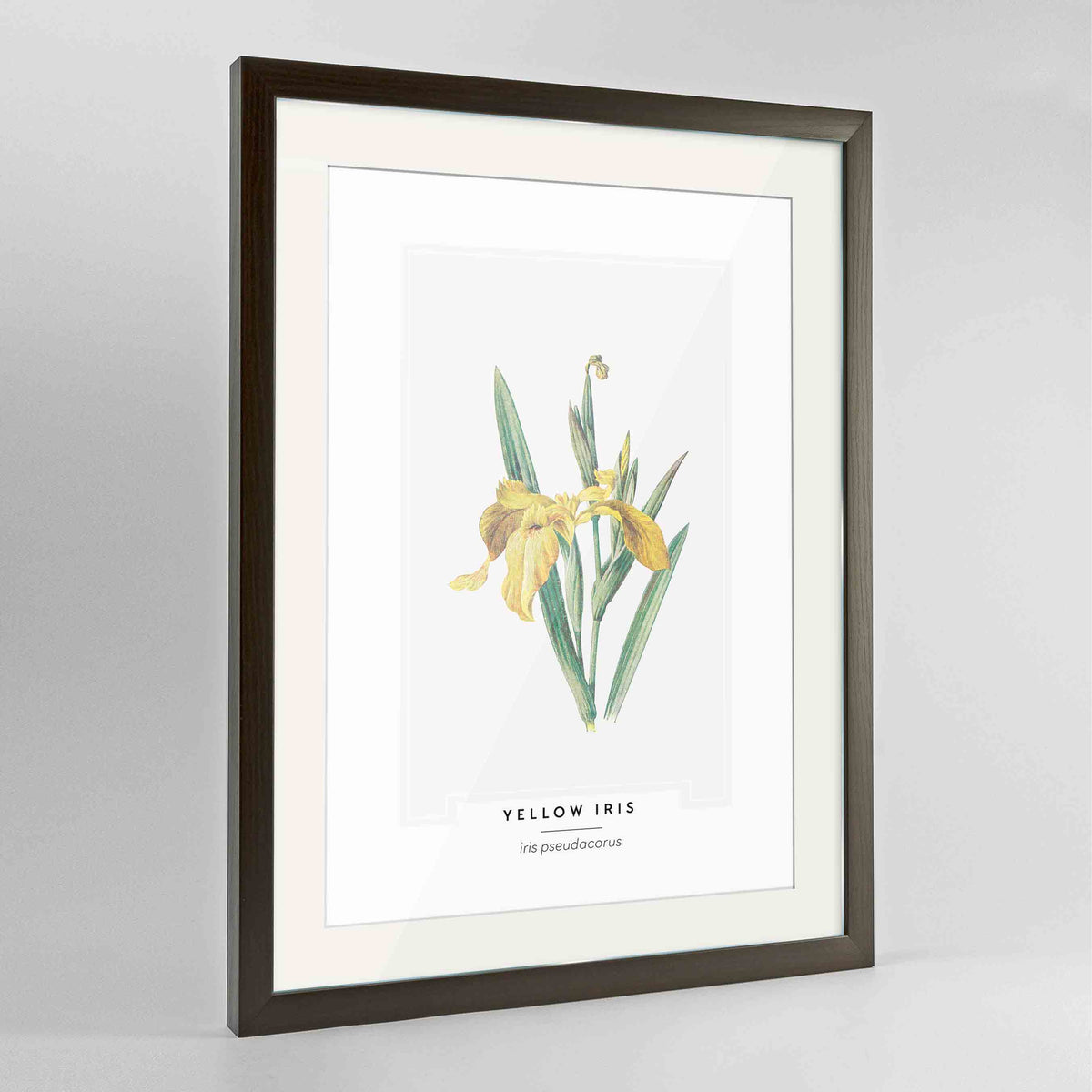 Yellow Iris Botanical Art Print - Framed