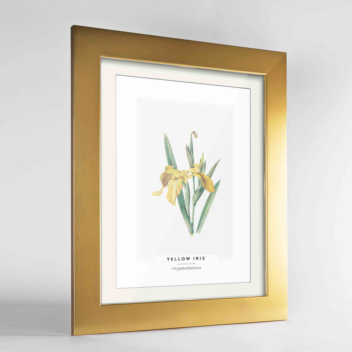 Yellow Iris Botanical Art Print - Framed