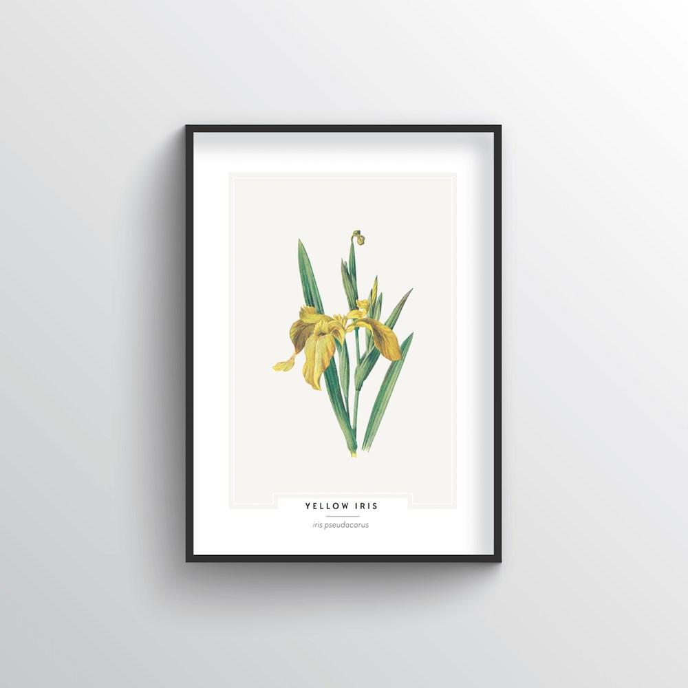 Yellow Iris Botanical Art Print
