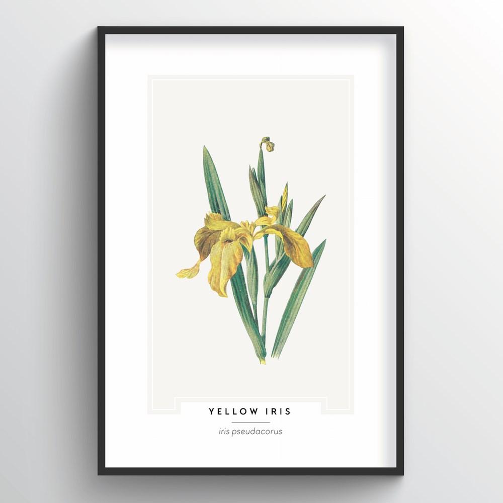 Yellow Iris Botanical Art Print