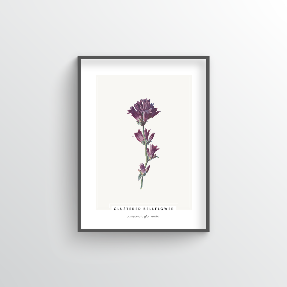 Clustered Bellflower Botanical Art Print - Point Two Design