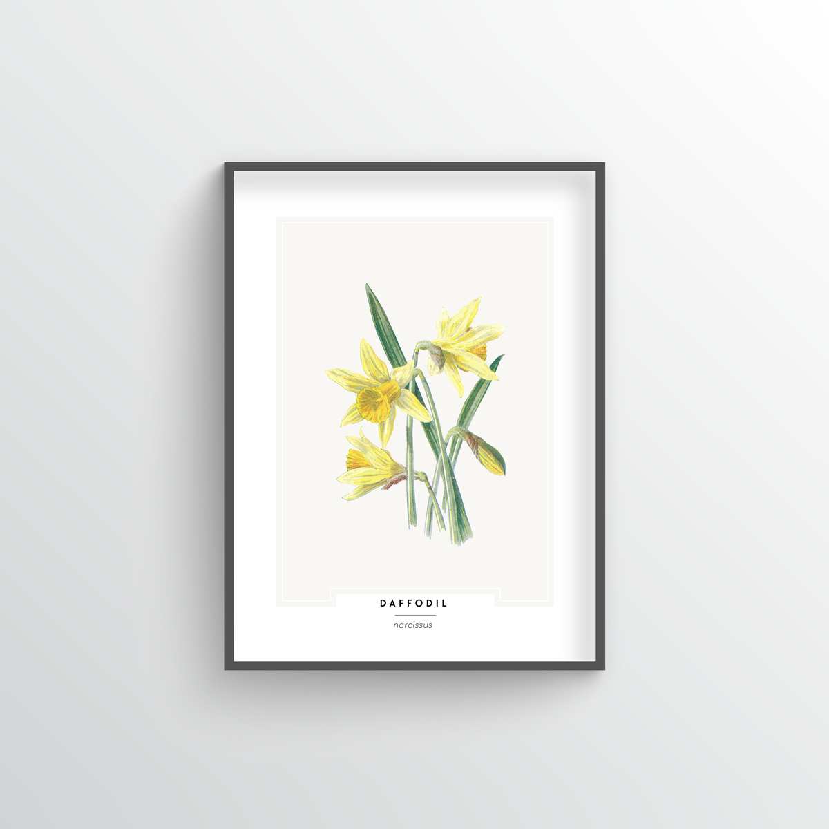 Daffodil Botanical Art Print - Point Two Design