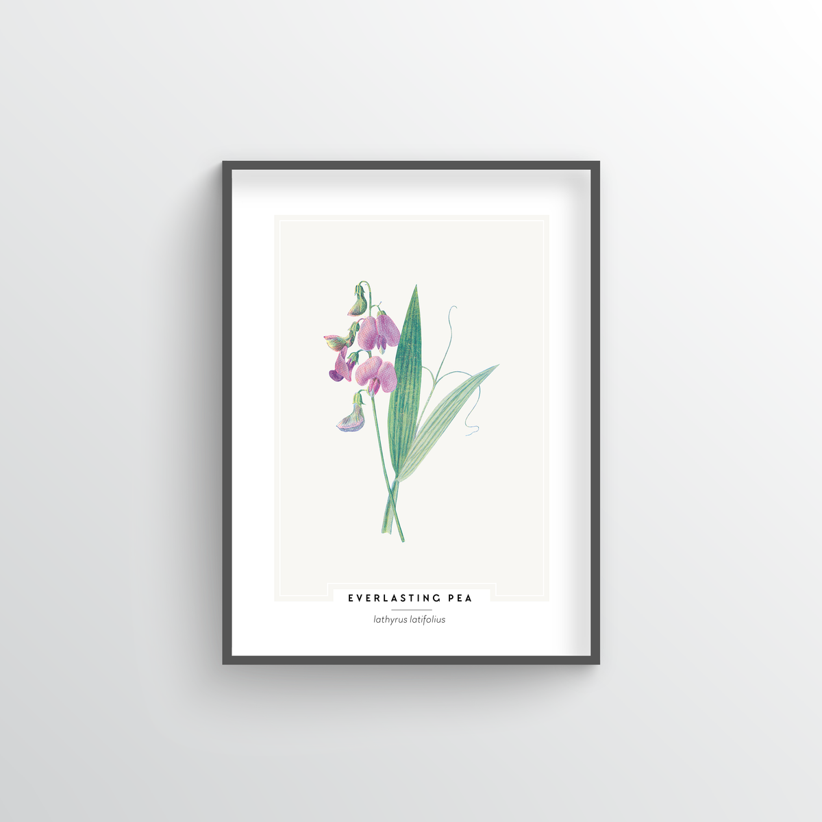 Everlasting Pea Botanical Art Print - Point Two Design