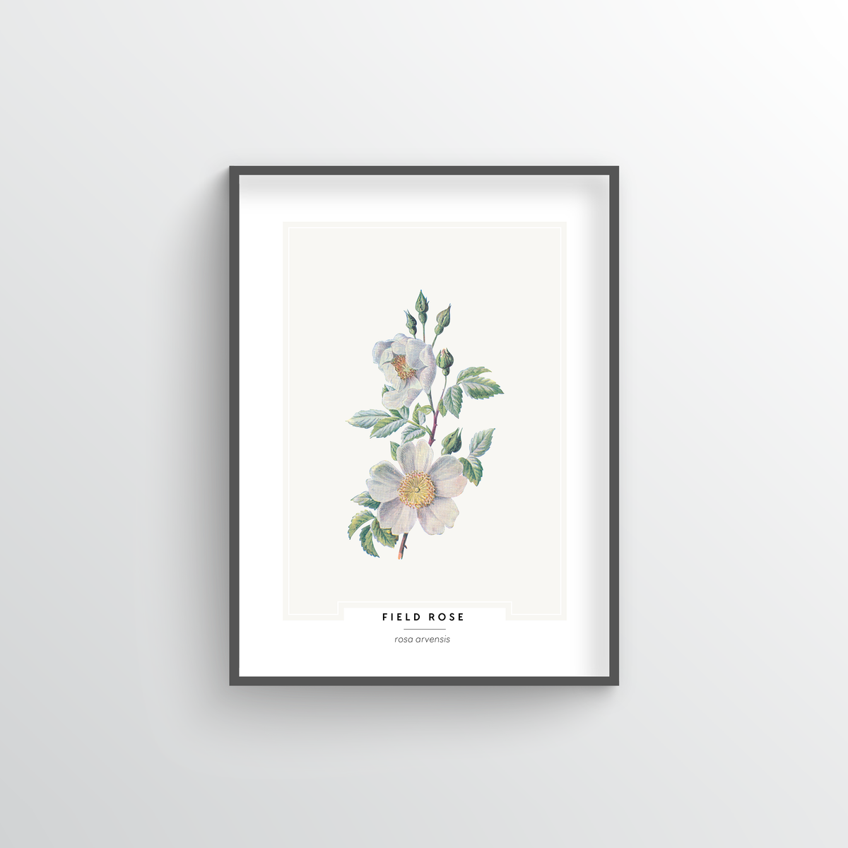 Field Rose Botanical Art Print - Point Two Design