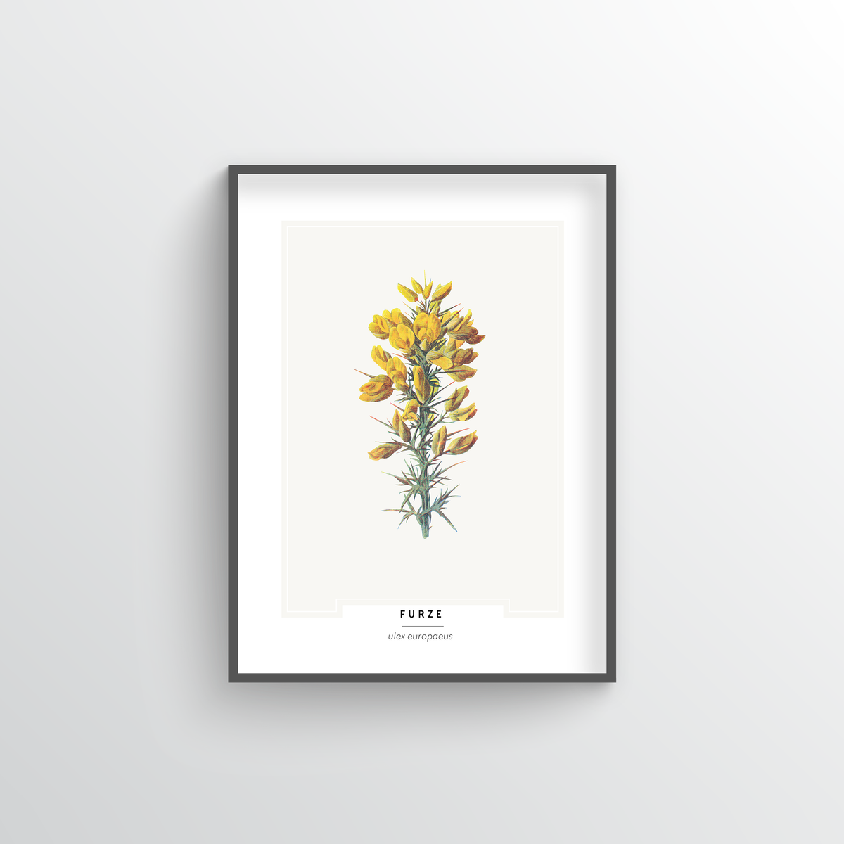 Furze Botanical Art Print - Point Two Design