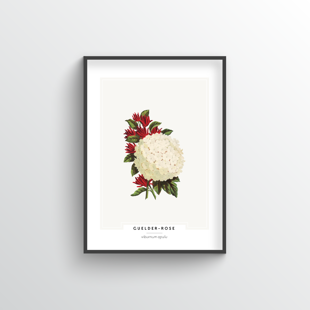 Guelder Rose Botanical Art Print