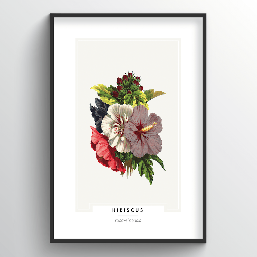 Hibiscus Botanical Art Print