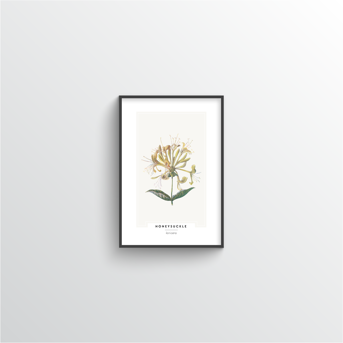 Honeysuckle Botanical Art Print
