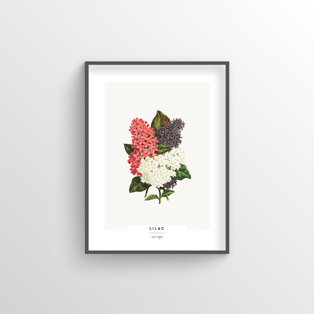 Lilac Botanical Art Print
